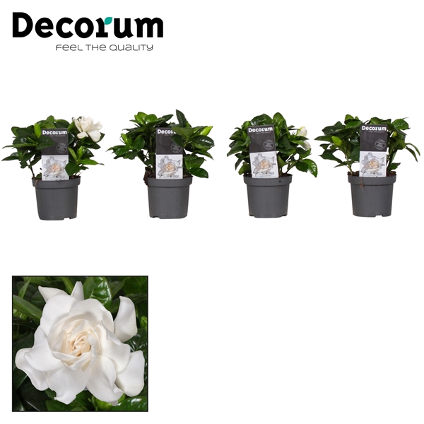 Gardenia Decorum