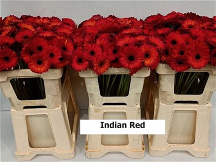 <h4>Ge Mi Klb Indian Red</h4>