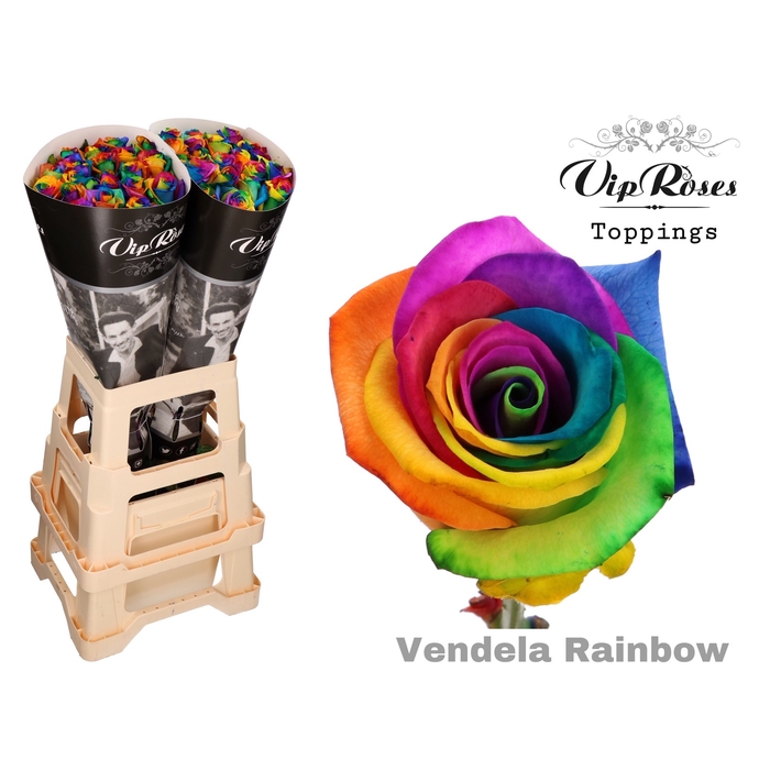 <h4>R Gr Vip Vendela Rainbow</h4>
