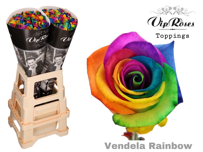 R GR VENDELA RAINBOW