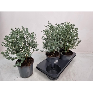 EUCAL GUNNII