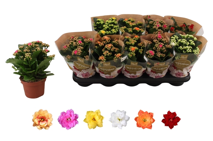 <h4>KAL GE RO GEM 6 KL</h4>