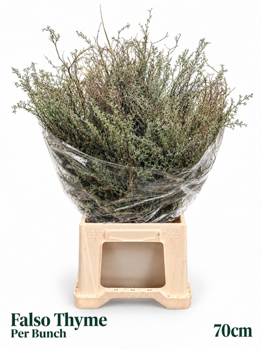 <h4>DECOGROEN OV BS</h4>