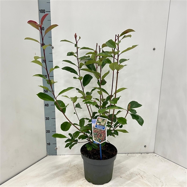 <h4>Photinia fraseri 'Red Robin'</h4>