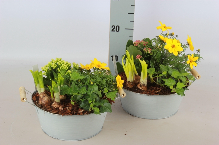 <h4>ARR TUINPLANTEN</h4>