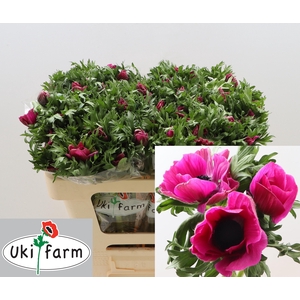 ANEM CO GALIL PURPER