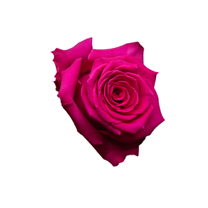 R Gr Full Monty Hot Pink 50cm EC