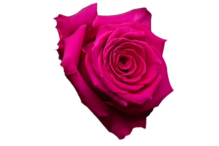 <h4>R Gr Full Monty Hot Pink 50cm EC</h4>