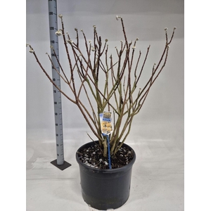 Edgeworthia chrysantha Gra