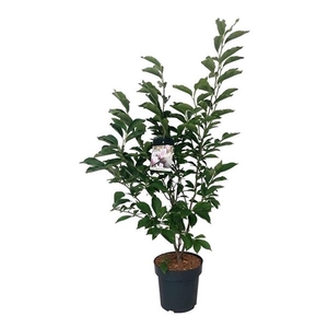 Magnolia soulangeana