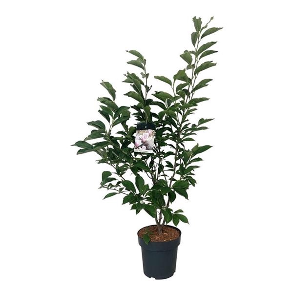 <h4>Magnolia soulangeana</h4>