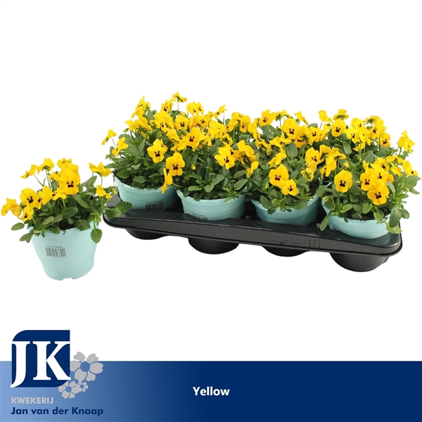 <h4>Viola Cornuta Yellow</h4>