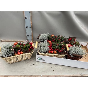ARR TUINPLANTEN
