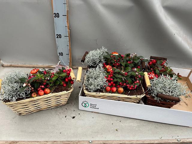 <h4>ARR TUINPLANTEN</h4>