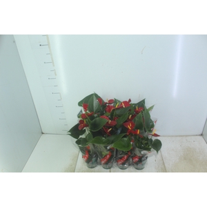 ANTHURIUM RED SUCCESS P09