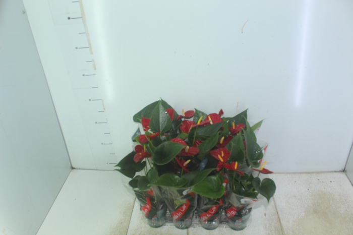 <h4>ANTHURIUM RED SUCCESS P09</h4>