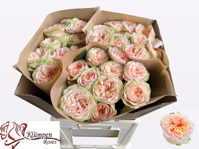 <h4>R GR AMBERLEY PARK!</h4>