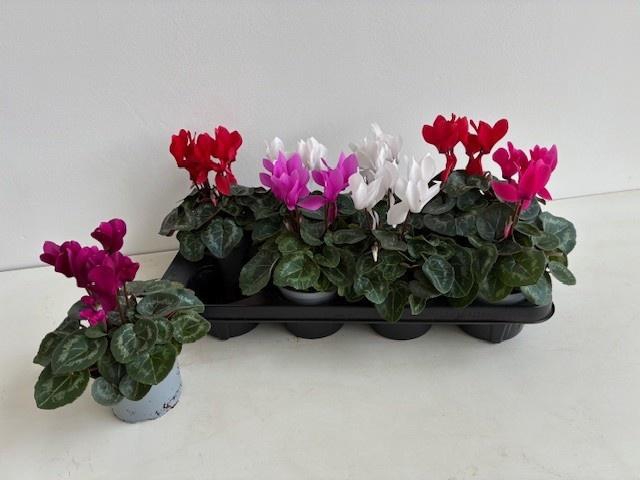 <h4>CYCL MD SUP MACRO</h4>