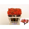 Jatropha P Firecrack