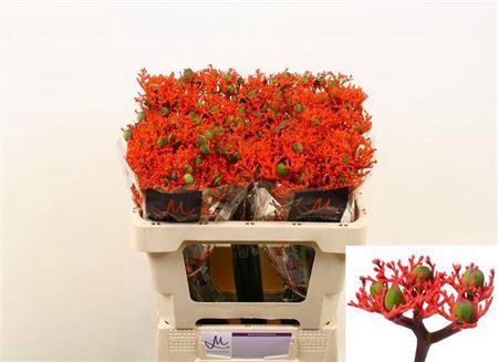 <h4>Jatropha P Firecrack</h4>