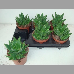 ALOE PERFOLIATA