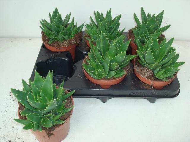 <h4>ALOE PERFOLIATA</h4>