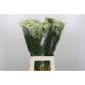 Ammi Visnaga