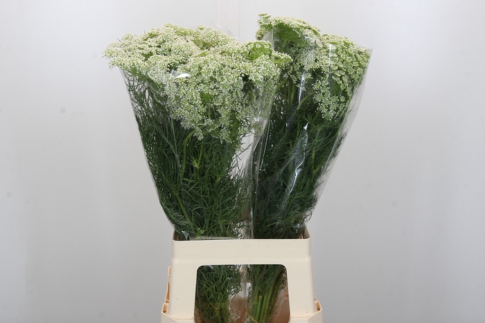 Ammi Visnaga