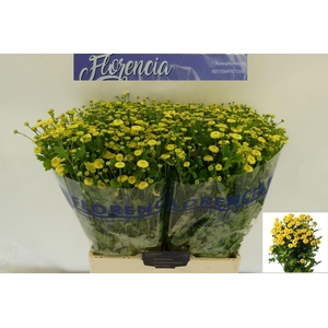 TANACETUM AMAZONE TANA PA AMAZONE