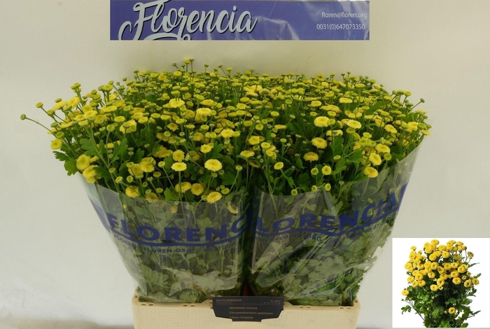 <h4>TANACETUM AMAZONE TANA PA AMAZONE</h4>