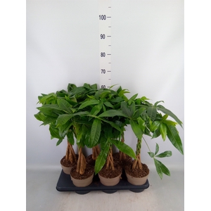 Pachira aquatica