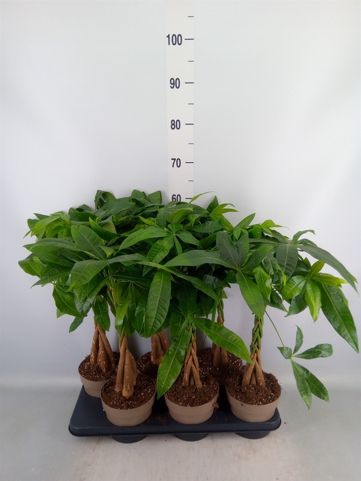 <h4>Pachira aquatica</h4>