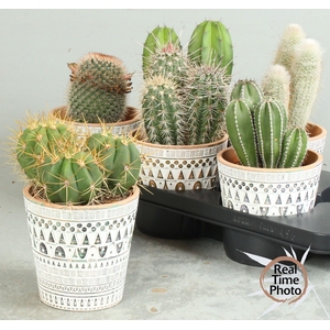 CACTUS OV