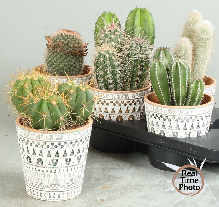 <h4>CACTUS OV</h4>