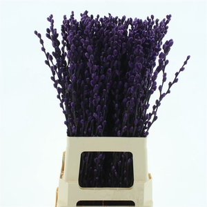 Salix Snow Flake Klb Purple