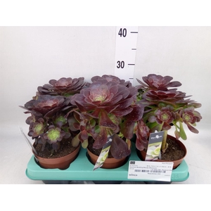 Aeonium   ...
