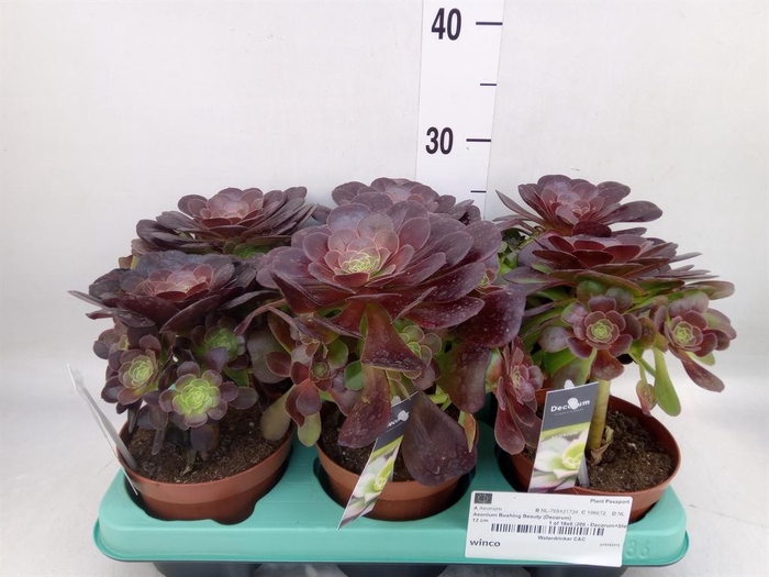 <h4>Aeonium   ...</h4>