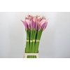 Zantedeschia Eydolls Purple Pink