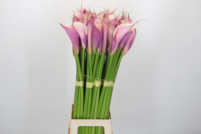 Zantedeschia Eydolls Purple Pink