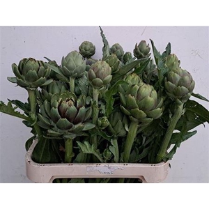 Cynara Sc Green Globe
