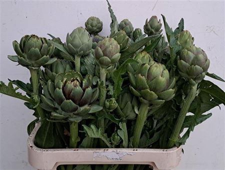 <h4>Cynara Sc Green Globe</h4>