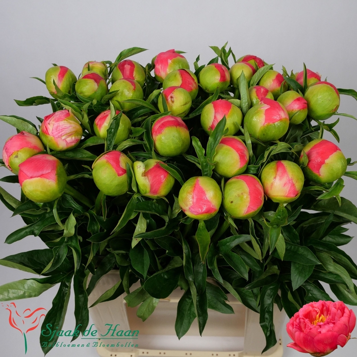 <h4>PAEO CORAL SUNSET</h4>