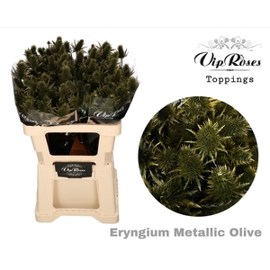 ERYNGIUM SUPERNOVA METALLIC OLIVE 60cm