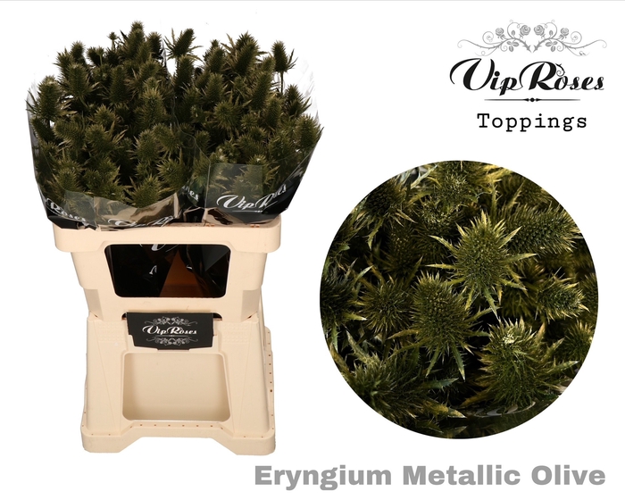 <h4>ERYNGIUM SUPERNOVA METALLIC OLIVE 60cm</h4>