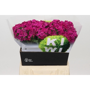 Dianthus Br Kiwi Fuchsia XXL