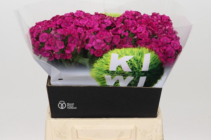 <h4>Dianthus Br Kiwi Fuchsia XXL</h4>