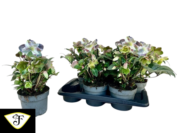 <h4>HELL VIV VALERIA</h4>