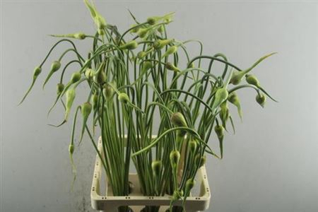 <h4>Allium Sat Ophioscor</h4>