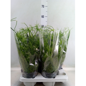 Rhipsalis baccifera 'Oasis'