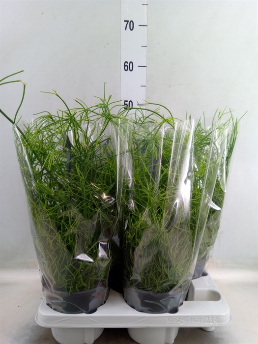 <h4>Rhipsalis baccifera 'Oasis'</h4>